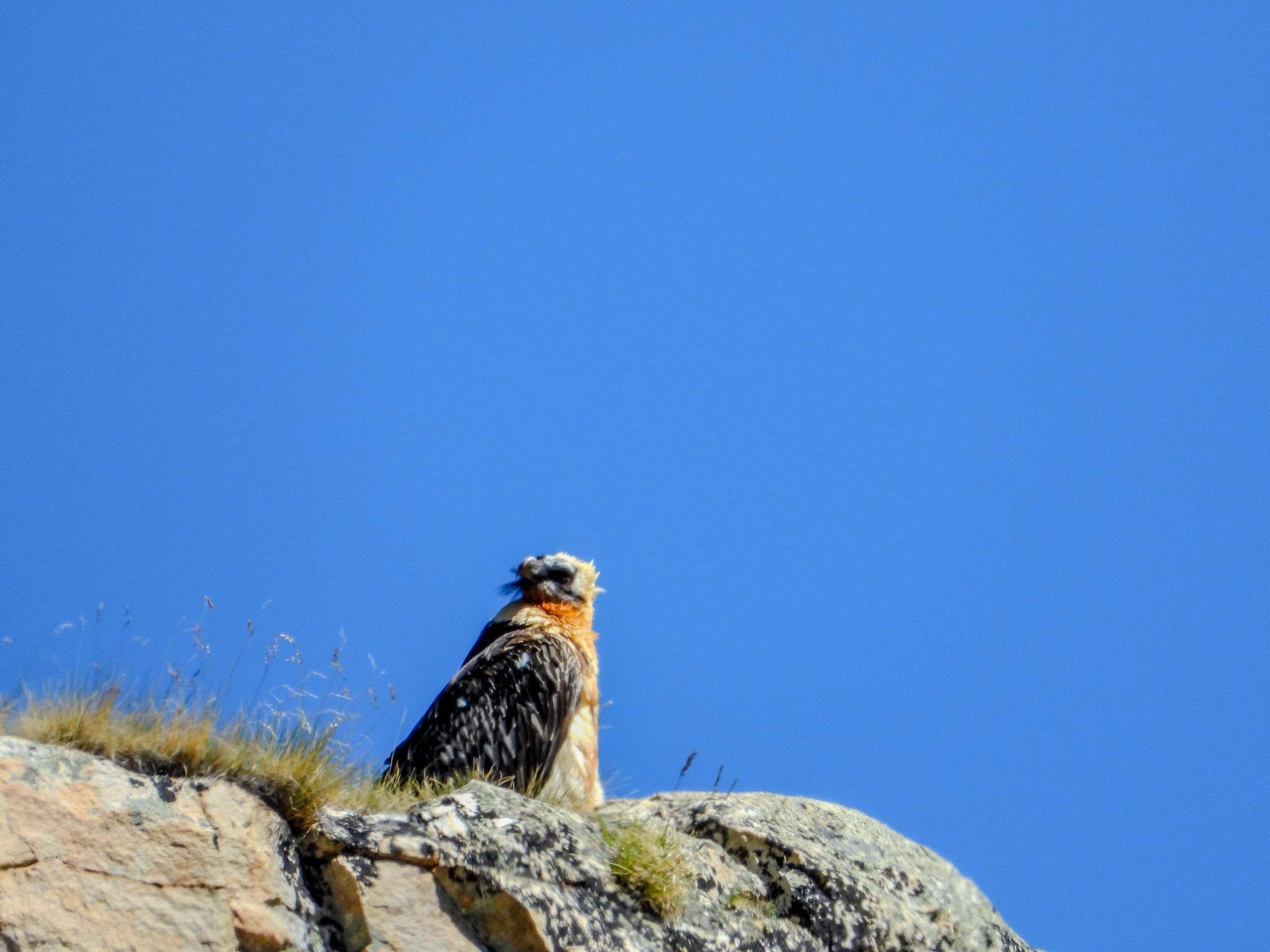 Foto Alder-Costabel/gu_01.jpg