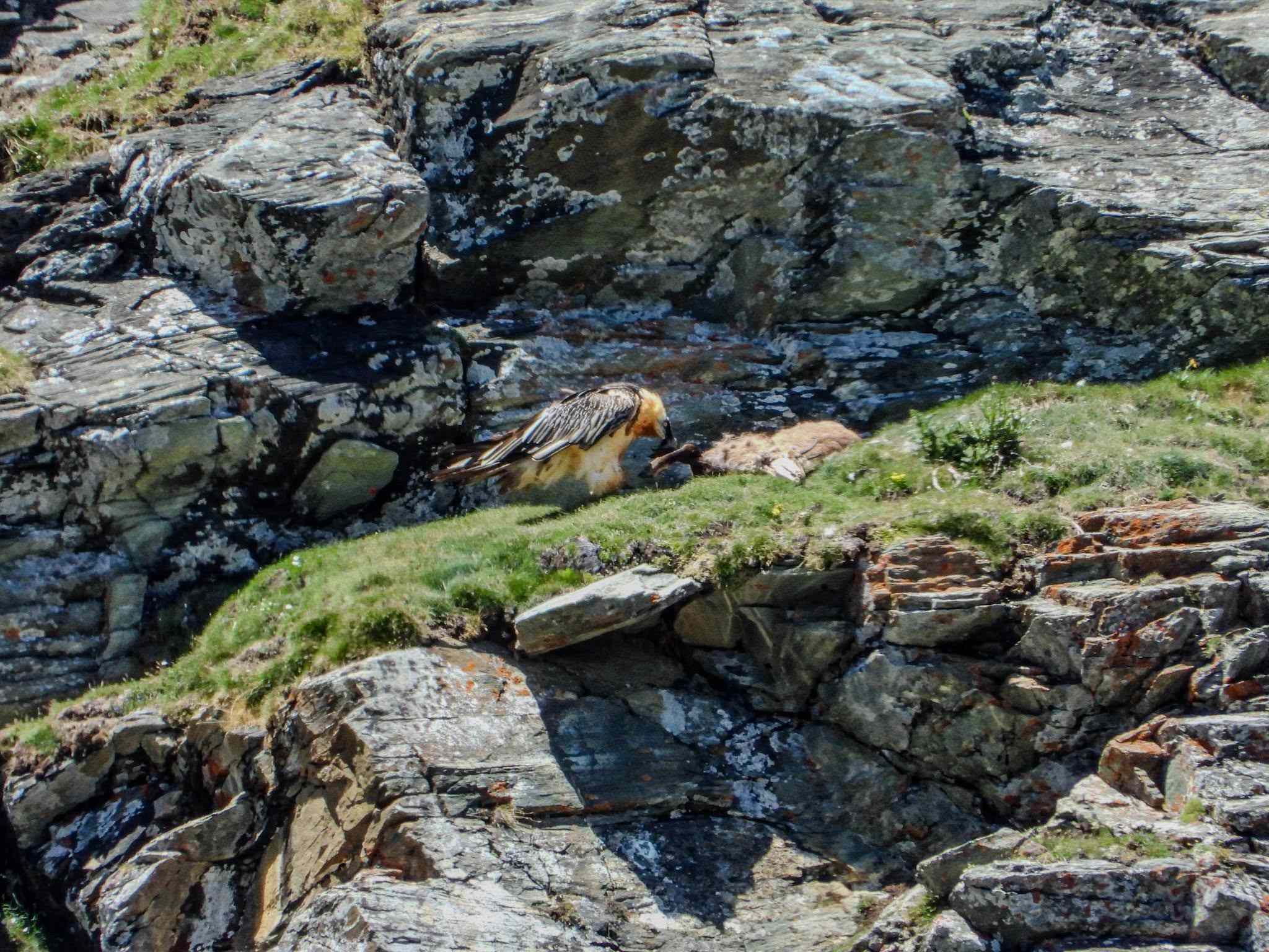 Foto Alder-Costabel/gu_07.jpg