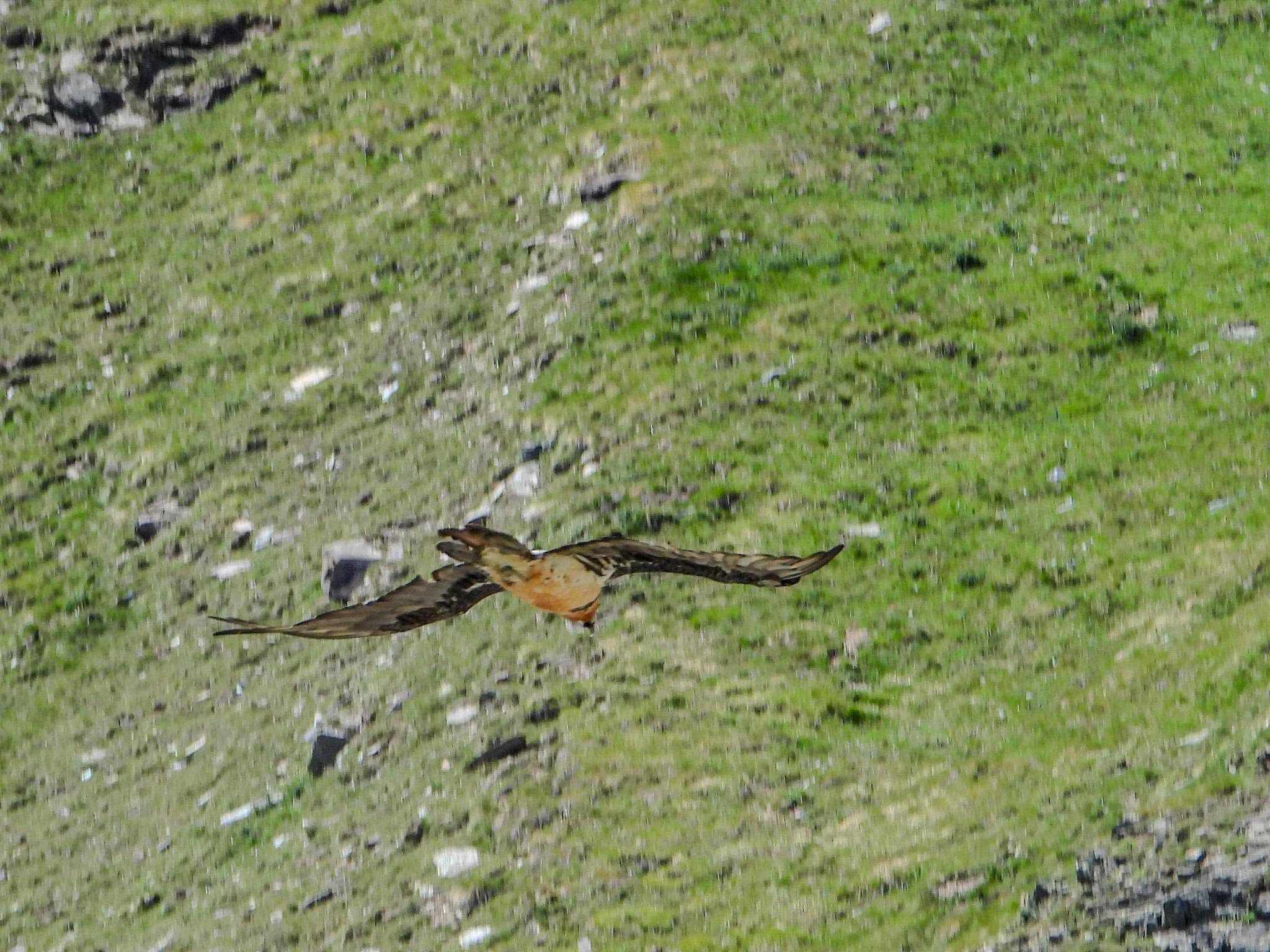 Foto Alder-Costabel/gu_11.jpg