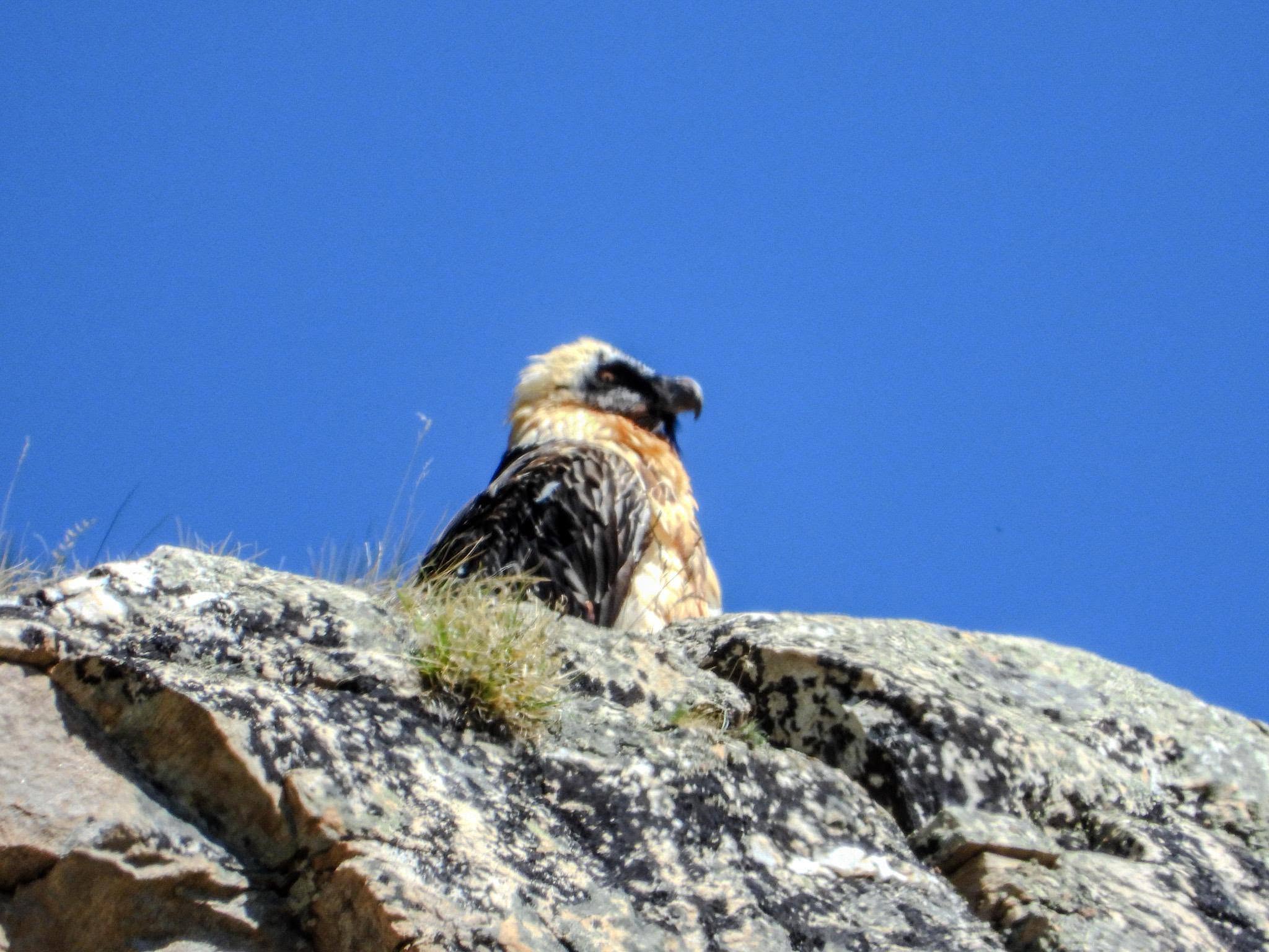 Foto Alder-Costabel/gu_12.jpg